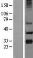 PRG2 / Proteoglycan 2 Protein - Western validation with an anti-DDK antibody * L: Control HEK293 lysate R: Over-expression lysate