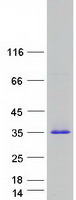 PRG3 Protein - Purified recombinant protein PRG3 was analyzed by SDS-PAGE gel and Coomassie Blue Staining
