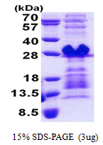 PRH1 Protein