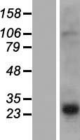 PRH2 Protein - Western validation with an anti-DDK antibody * L: Control HEK293 lysate R: Over-expression lysate
