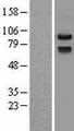 PRICKLE1 Protein - Western validation with an anti-DDK antibody * L: Control HEK293 lysate R: Over-expression lysate