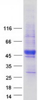PRICKLE4 Protein - Purified recombinant protein PRICKLE4 was analyzed by SDS-PAGE gel and Coomassie Blue Staining