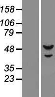 PRIM1 Protein - Western validation with an anti-DDK antibody * L: Control HEK293 lysate R: Over-expression lysate