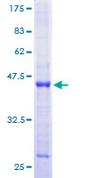 PRIM2 / DNA Primase Protein - 12.5% SDS-PAGE of human PRIM2A stained with Coomassie Blue