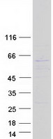 PRIM2 / DNA Primase Protein - Purified recombinant protein PRIM2 was analyzed by SDS-PAGE gel and Coomassie Blue Staining