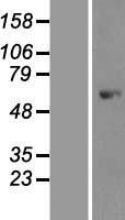 PRKAA1 / AMPK Alpha 1 Protein - Western validation with an anti-DDK antibody * L: Control HEK293 lysate R: Over-expression lysate