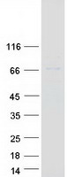 PRKAA1 / AMPK Alpha 1 Protein - Purified recombinant protein PRKAA1 was analyzed by SDS-PAGE gel and Coomassie Blue Staining