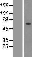 PRKAA2 / AMPK Alpha 2 Protein - Western validation with an anti-DDK antibody * L: Control HEK293 lysate R: Over-expression lysate