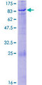 PRKAA2 / AMPK Alpha 2 Protein - 12.5% SDS-PAGE of human PRKAA2 stained with Coomassie Blue