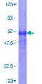 PRKAB1 / AMPK Beta 1 Protein - 12.5% SDS-PAGE of human PRKAB1 stained with Coomassie Blue