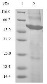PRKAB2 / AMPK Beta 2 Protein - (Tris-Glycine gel) Discontinuous SDS-PAGE (reduced) with 5% enrichment gel and 15% separation gel.
