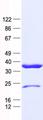 PRKAB2 / AMPK Beta 2 Protein