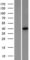 PRKACA Protein - Western validation with an anti-DDK antibody * L: Control HEK293 lysate R: Over-expression lysate