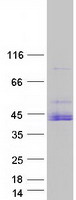 PRKACA Protein - Purified recombinant protein PRKACA was analyzed by SDS-PAGE gel and Coomassie Blue Staining