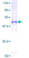 PRKACB Protein - 12.5% SDS-PAGE of human PRKACB stained with Coomassie Blue