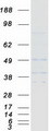 PRKACB Protein - Purified recombinant protein PRKACB was analyzed by SDS-PAGE gel and Coomassie Blue Staining