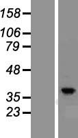 PRKACG Protein - Western validation with an anti-DDK antibody * L: Control HEK293 lysate R: Over-expression lysate