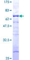 PRKAG1 / AMPK Gamma 1 Protein - 12.5% SDS-PAGE of human PRKAG1 stained with Coomassie Blue