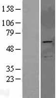 PRKAG2 / AMPK Gamma 2 Protein - Western validation with an anti-DDK antibody * L: Control HEK293 lysate R: Over-expression lysate