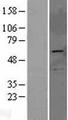 PRKAG2 / AMPK Gamma 2 Protein - Western validation with an anti-DDK antibody * L: Control HEK293 lysate R: Over-expression lysate