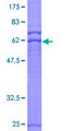 PRKAG2 / AMPK Gamma 2 Protein - 12.5% SDS-PAGE of human PRKAG2 stained with Coomassie Blue