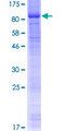 PRKAG3 / AMPK Gamma 3 Protein - 12.5% SDS-PAGE of human PRKAG3 stained with Coomassie Blue