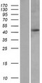 PRKAR1A Protein - Western validation with an anti-DDK antibody * L: Control HEK293 lysate R: Over-expression lysate