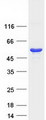 PRKAR1A Protein - Purified recombinant protein PRKAR1A was analyzed by SDS-PAGE gel and Coomassie Blue Staining