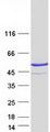 PRKAR1A Protein - Purified recombinant protein PRKAR1A was analyzed by SDS-PAGE gel and Coomassie Blue Staining