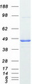 PRKAR1A Protein - Purified recombinant protein PRKAR1A was analyzed by SDS-PAGE gel and Coomassie Blue Staining