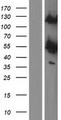 PRKAR1B Protein - Western validation with an anti-DDK antibody * L: Control HEK293 lysate R: Over-expression lysate