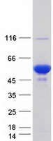 PRKAR1B Protein - Purified recombinant protein PRKAR1B was analyzed by SDS-PAGE gel and Coomassie Blue Staining