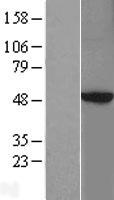 PRKAR2B Protein - Western validation with an anti-DDK antibody * L: Control HEK293 lysate R: Over-expression lysate