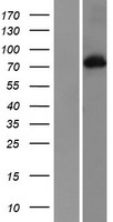 PRKCA / PKC-Alpha Protein - Western validation with an anti-DDK antibody * L: Control HEK293 lysate R: Over-expression lysate