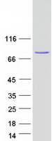 PRKCB / PKC-Beta Protein - Purified recombinant protein PRKCB was analyzed by SDS-PAGE gel and Coomassie Blue Staining