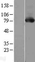 PRKCD / PKC-Delta Protein - Western validation with an anti-DDK antibody * L: Control HEK293 lysate R: Over-expression lysate