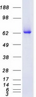 PRKCD / PKC-Delta Protein - Purified recombinant protein PRKCD was analyzed by SDS-PAGE gel and Coomassie Blue Staining