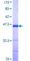 PRKCDBP / CAVIN3 Protein - 12.5% SDS-PAGE Stained with Coomassie Blue.