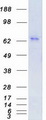 PRKCE / PKC-Epsilon Protein - Purified recombinant protein PRKCE was analyzed by SDS-PAGE gel and Coomassie Blue Staining