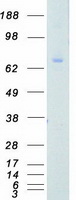 PRKCG / PKC-Gamma Protein - Purified recombinant protein PRKCG was analyzed by SDS-PAGE gel and Coomassie Blue Staining