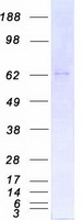 PRKCI / PKC Iota Protein - Purified recombinant protein PRKCI was analyzed by SDS-PAGE gel and Coomassie Blue Staining