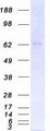 PRKCI / PKC Iota Protein - Purified recombinant protein PRKCI was analyzed by SDS-PAGE gel and Coomassie Blue Staining