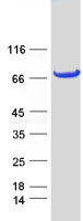 PRKCZ / PKC-Zeta Protein - Purified recombinant protein PRKCZ was analyzed by SDS-PAGE gel and Coomassie Blue Staining