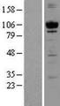 PRKD1 / PKC Mu Protein - Western validation with an anti-DDK antibody * L: Control HEK293 lysate R: Over-expression lysate