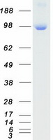 PRKD2 / PKD2 Protein - Purified recombinant protein PRKD2 was analyzed by SDS-PAGE gel and Coomassie Blue Staining