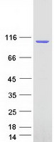 PRKD2 / PKD2 Protein - Purified recombinant protein PRKD2 was analyzed by SDS-PAGE gel and Coomassie Blue Staining