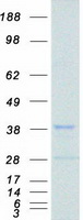 PRKRA / PACT Protein - Purified recombinant protein PRKRA was analyzed by SDS-PAGE gel and Coomassie Blue Staining
