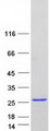 PRKRIP1 Protein - Purified recombinant protein PRKRIP1 was analyzed by SDS-PAGE gel and Coomassie Blue Staining