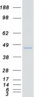 PRKX Protein - Purified recombinant protein PRKX was analyzed by SDS-PAGE gel and Coomassie Blue Staining