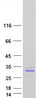 PRL / Prolactin Protein - Purified recombinant protein PRL was analyzed by SDS-PAGE gel and Coomassie Blue Staining